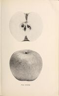 The apples of New York (1905) (19123404444).jpg