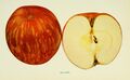 The apples of New York (1905) (19557808128).jpg