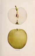 The apples of New York (1905) (19557877458).jpg
