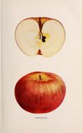 The apples of New York (1905) (19557900590).jpg