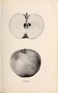 The apples of New York (1905) (19557967008).jpg