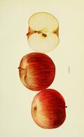 The apples of New York (1905) (19559280379).jpg