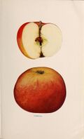 The apples of New York (1905) (19559358679).jpg