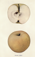 Tolman Sweet apple image.png