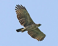 Mountain hawk-eagle.jpg