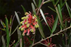 Grevillea aspera.jpg
