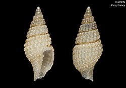 Vexillum altisuturatum (MNHN-IM-2000-25858).jpeg