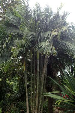 Dypsis baronii kz2.jpg