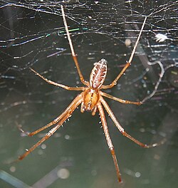 male Linyphia triangularis