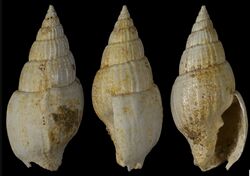 Vexillum bouryi 001.jpg