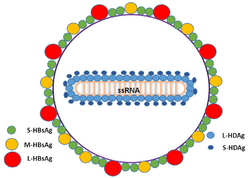 Schematic representation of the "Hepatitis delta virus" virion