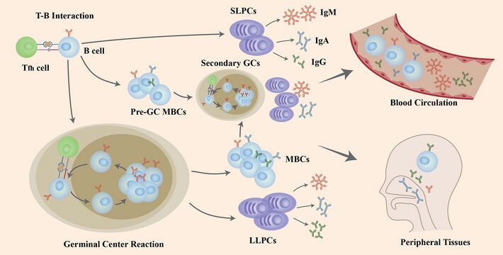 Role of B cells in COVID-19 infection/re-infection- Naïve B cells are activated via the help of folliculat T cells after the invasion of SARS-CoV-2 virus[79]