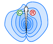 Active electrolocation. Conductive objects concentrate the field and resistive objects spread the field.