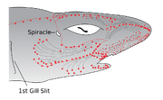 Electromagnetic field receptors (ampullae of Lorenzini) and motion detecting canals in the head of a shark