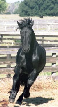 Blackstallion.jpg