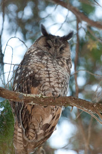 Abyssinian owl.jpg