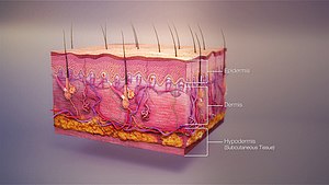 3D medical animation skin layers.jpg