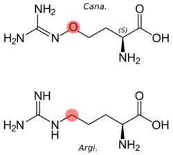 Side-by-side comparison of the structures of canavanine and arginine, with the difference highlighted