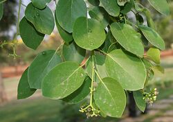 Cordia dichotoma (Lasora) in Hyderabad W IMG 7089.jpg