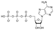 Chemical structure of adenosine triphosphate