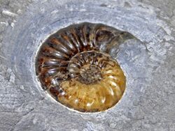 Arietitidae - Asteroceras obtusum.JPG