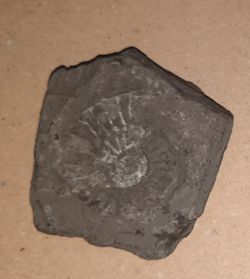 Echioceras cf. raricostatum Lyme Regis.png