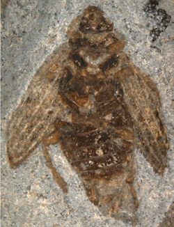 Holcoptera giebeli NHMUK PI II.3101 a specimen.jpg