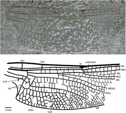 Liassophlebia pseudomagnifica.jpg