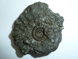 Promicroceras pyritosum.JPG