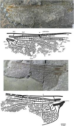 Rossiphlebia jacksoni.jpg