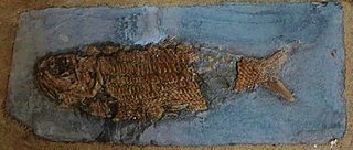 Pholidophorus bechei Lyme Regis Teylers.JPG