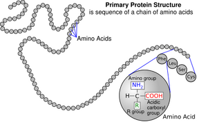 A protein depicted as a long unbranched string of linked circles each representing amino acids