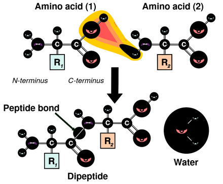 Two amino acids are shown next to each other. One loses a hydrogen and oxygen from its carboxyl group (COOH) and the other loses a hydrogen from its amino group (NH2). This reaction produces a molecule of water (H2O) and two amino acids joined by a peptide bond (–CO–NH–). The two joined amino acids are called a dipeptide.
