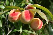 Peach tree