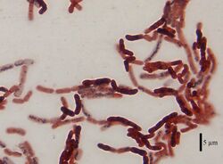Bacillus megaterium DSM-90 cells.jpg