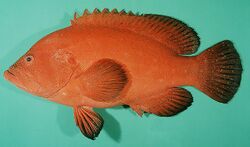 The tomato hind Cephalopholis sonnerati.jpg