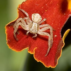 Crab spider