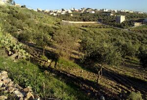 Ummesrareh Johfiyeh Jordan Ahmad Telfah 04.jpg