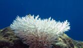 Bleached colony of Acropora coral