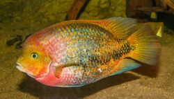 Vieja melanura - Karlsruhe Zoo 01.jpg