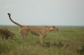 Male marking his territory in the Serengeti