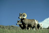 Bighornsheep.JPG