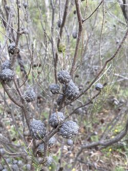 Allocasuarina muelleriana female.jpg