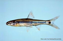 Notropis maculatus.jpg