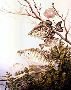 Black (top) and white crappie (P. nigromaculatus & P. annularis)