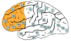 Diagram of a side-view of the brain with the prefrontal cortex colored in orange