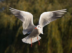 Black-headed Gull