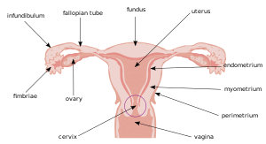 Illu cervix.svg