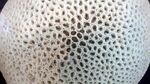 Coral at Marine Museum, ZSI, Chennai