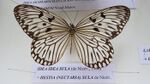 Idea sula sula specimen at Central Entomology Laboratory, ZSI, Kolkata